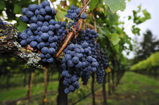 Winogrona – słodki smak natury prosto na Twój stół